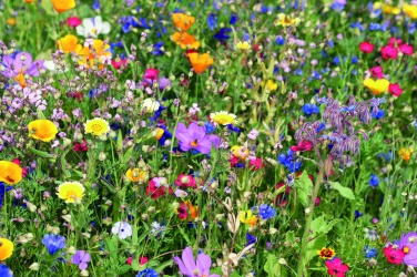 Logotrade business gift image of: Mix flowerseeds disc