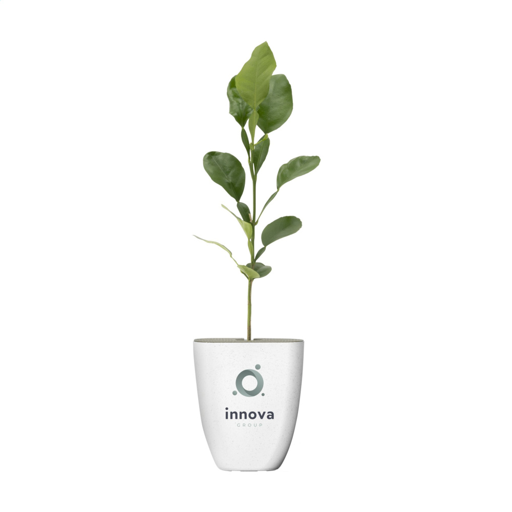 Logo trade promotional giveaway photo of: Treemore Letterbox Trees Kaffir Lemon