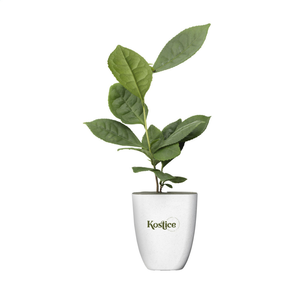 Logo trade promotional items image of: Treemore Letterbox Trees Tea plant