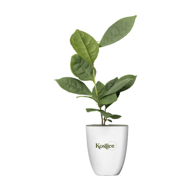 Logotrade promotional product picture of: Treemore Letterbox Trees Tea plant