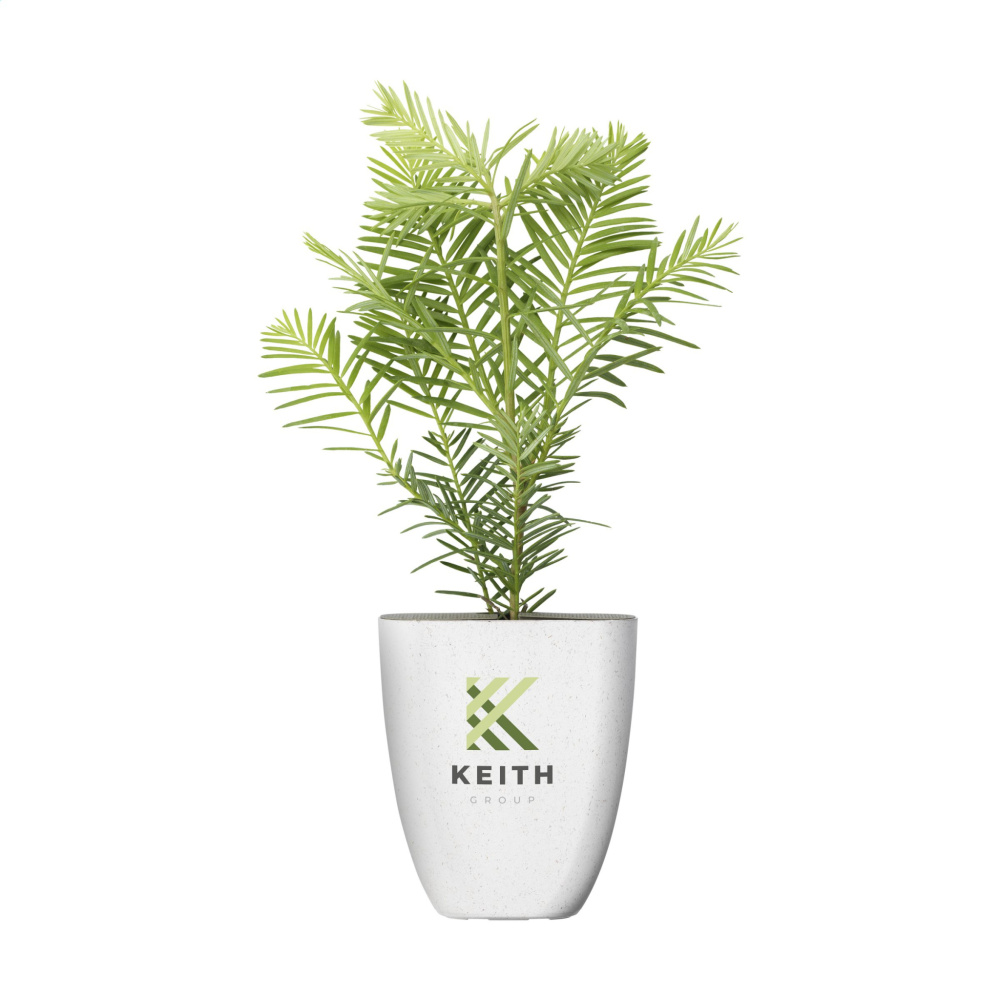 Logotrade mainostuote tuotekuva: Treemore Letterbox Trees Giant Sequoia